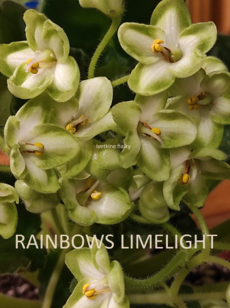 101. RAINBOWS LIMELIGHT